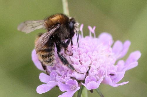 Bombus humilis